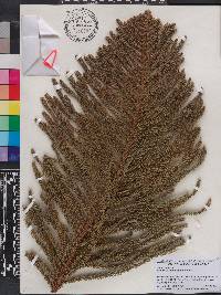 Araucaria biramulata image