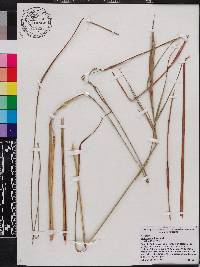 Andropogon bicornis image