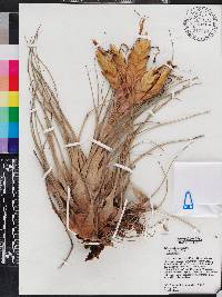 Tillandsia fasciculata image
