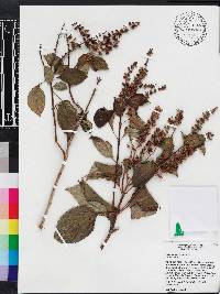 Ocimum gratissimum image