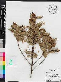 Guettarda ovalifolia image