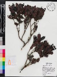 Psychotria alpestris image