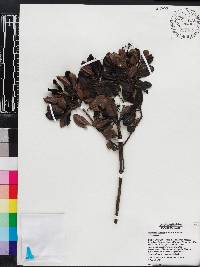 Psychotria alpestris image