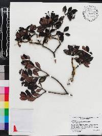 Psychotria alpestris image