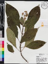 Psychotria berteroana image