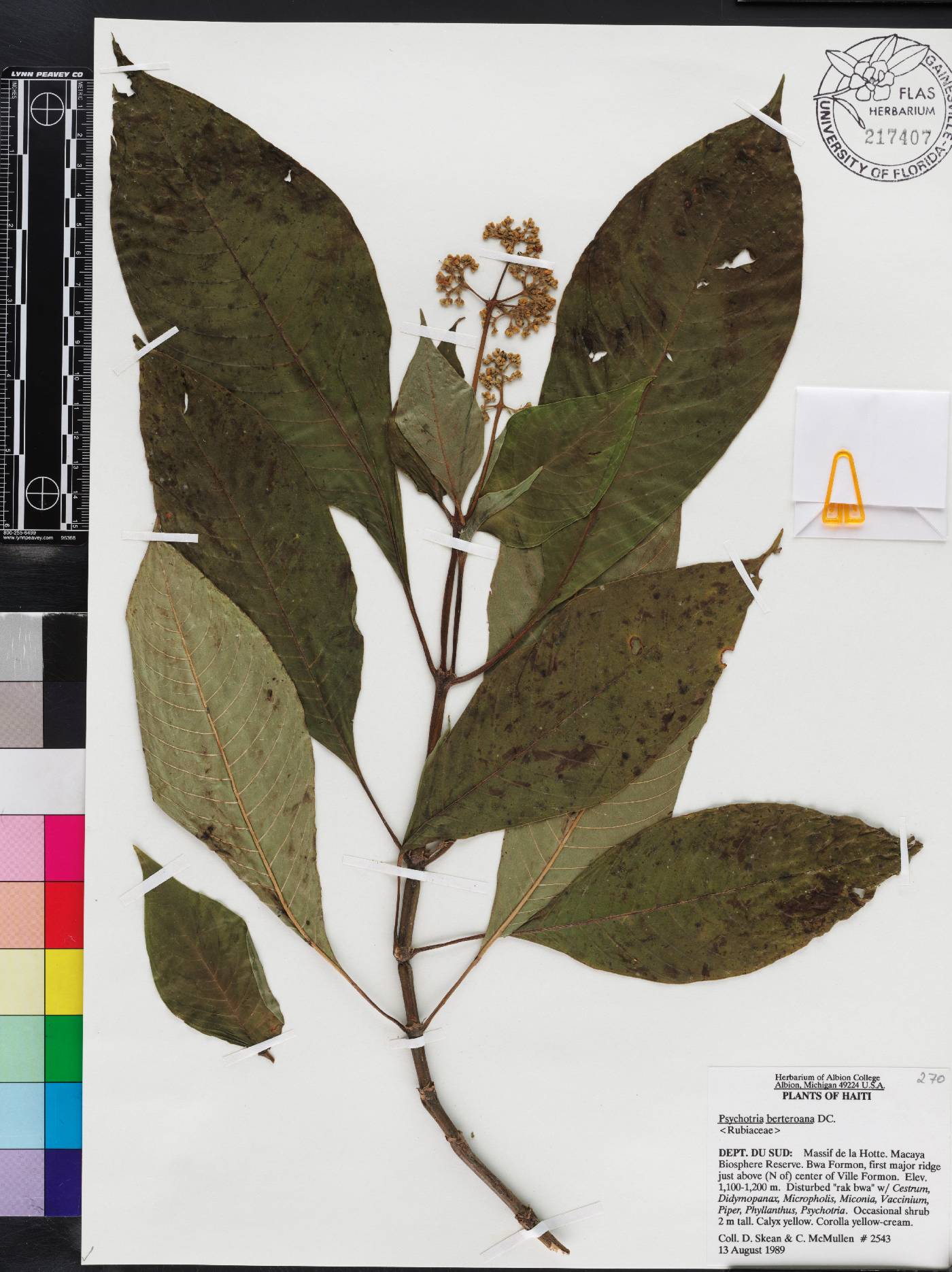 Psychotria berteroana image