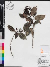 Psychotria coelocalyx image