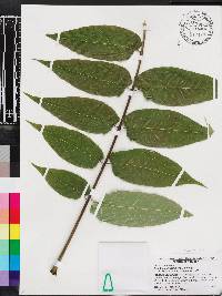 Ailanthus altissima image