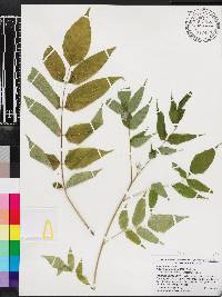 Ailanthus altissima image