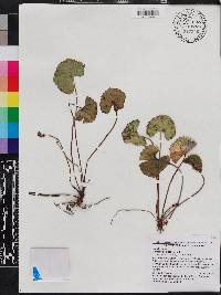 Centella asiatica image