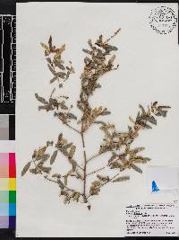 Croton linearis image