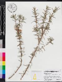 Rosmarinus officinalis image