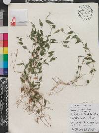 Panicum pulchellum image