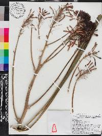 Aloe maculata image