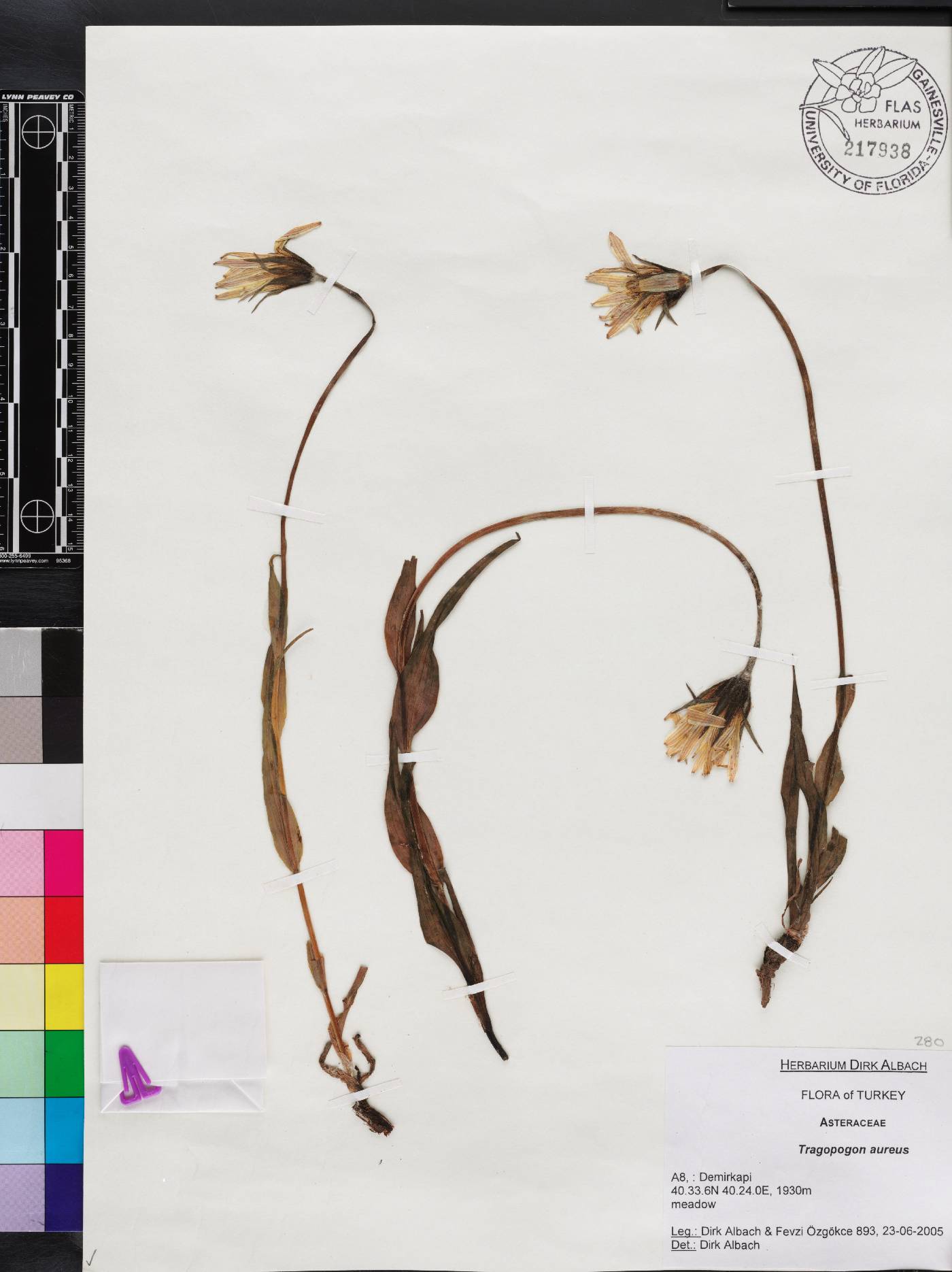 Tragopogon aureus image