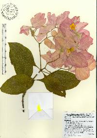 Mussaenda erythrophylla image