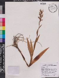 Habenaria repens image