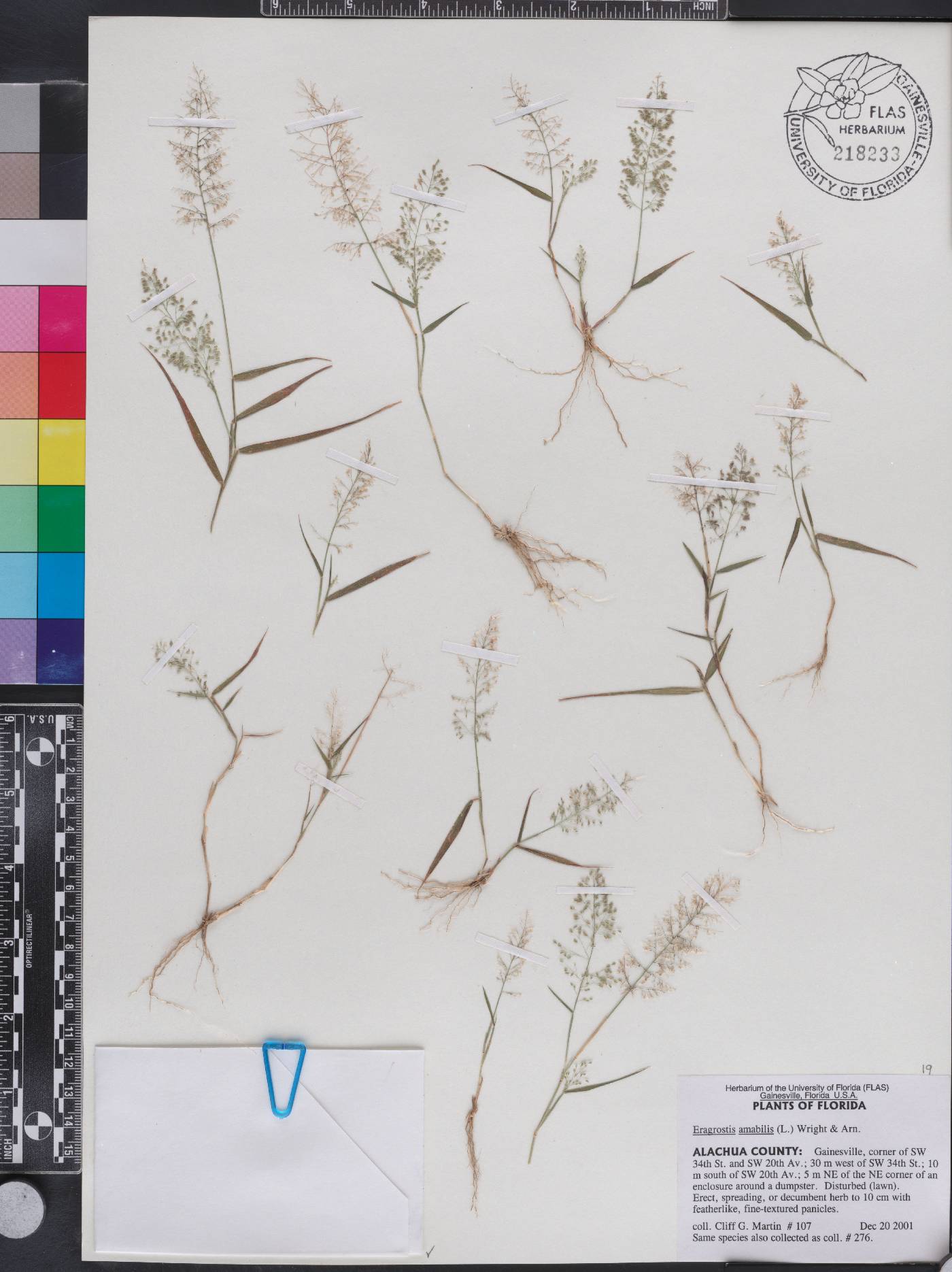 Eragrostis amabilis image