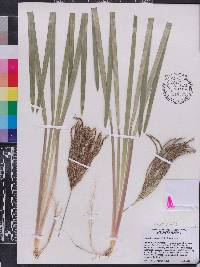 Eustachys distichophylla image