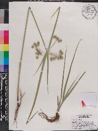 Cyperus virens image