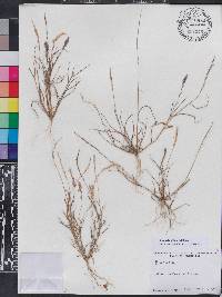 Eragrostis ciliaris image