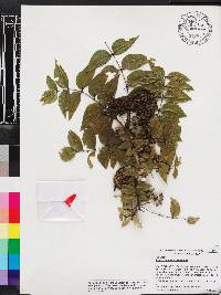 Zanthoxylum clava-herculis image