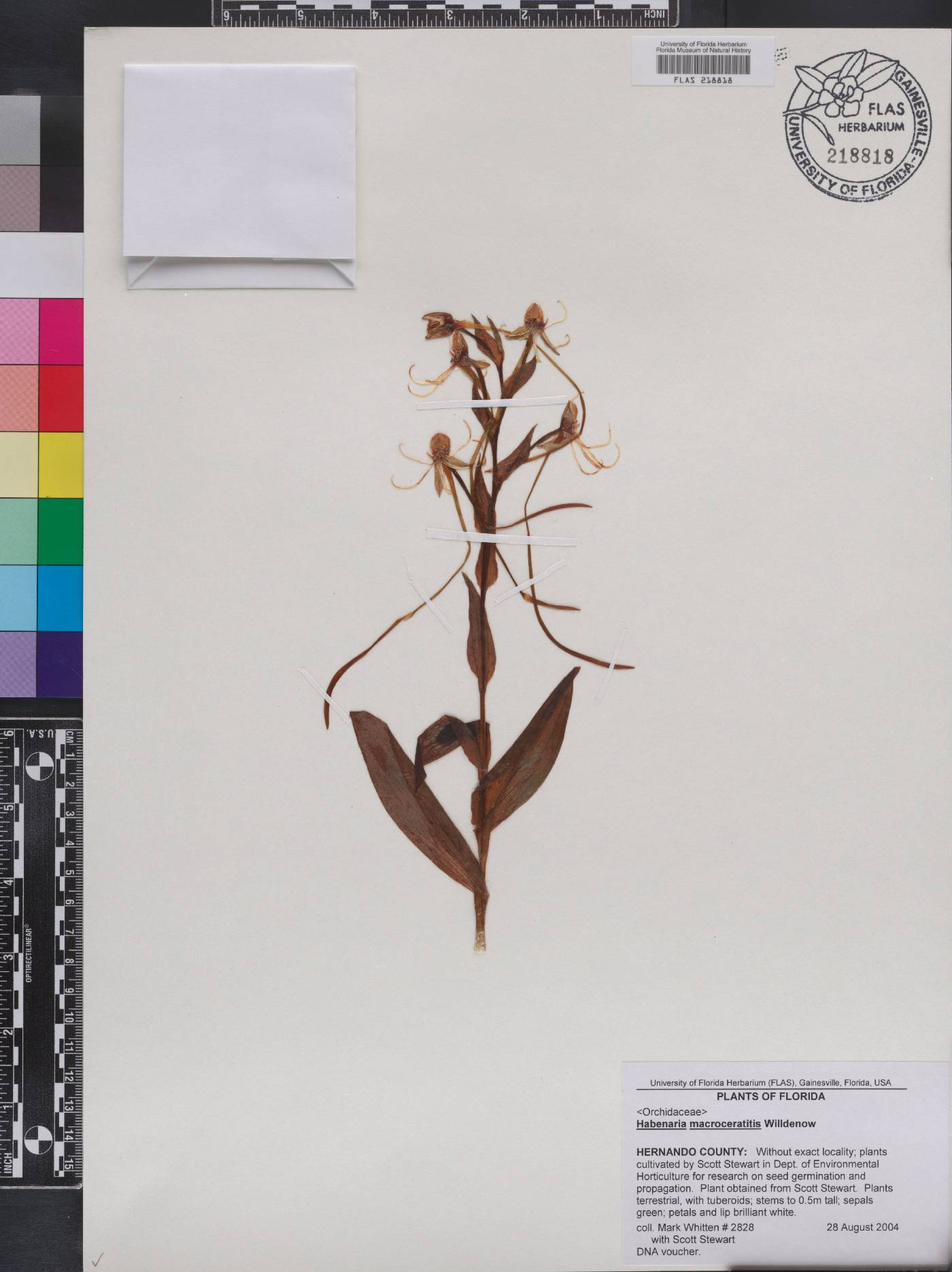Habenaria macroceratitis image