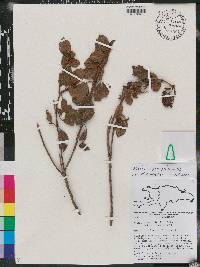 Miconia ferruginea image