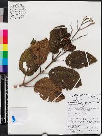 Miconia favosa image