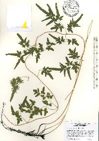 Lygodium japonicum image