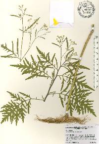 Parthenium hysterophorus image