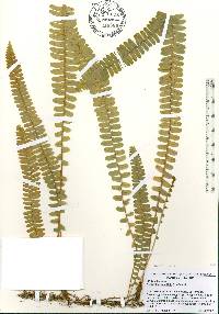 Nephrolepis cordifolia image