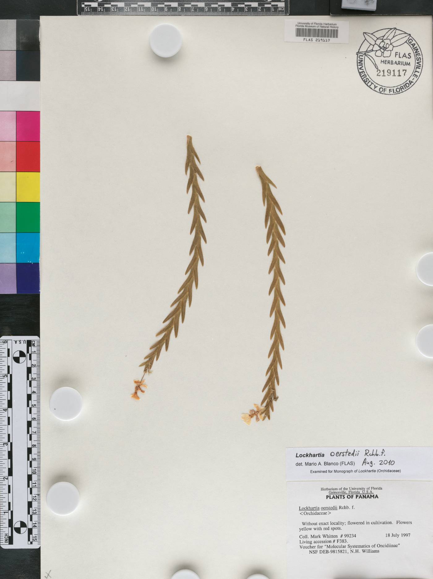 Lockhartia oerstedii image