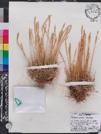 Calamagrostis rigescens image