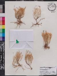 Muhlenbergia fastigiata image