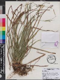 Carex striatula image