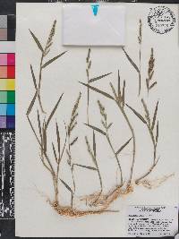 Echinochloa colona image