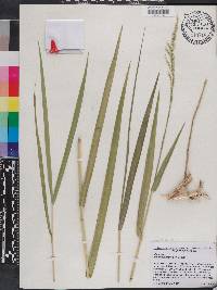 Panicum hemitomon image