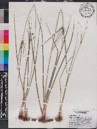 Cyperus retrorsus image
