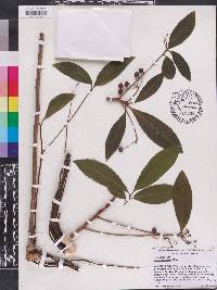 Ardisia crenata image