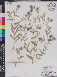 Phlox drummondii image