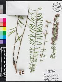 Liatris elegans image