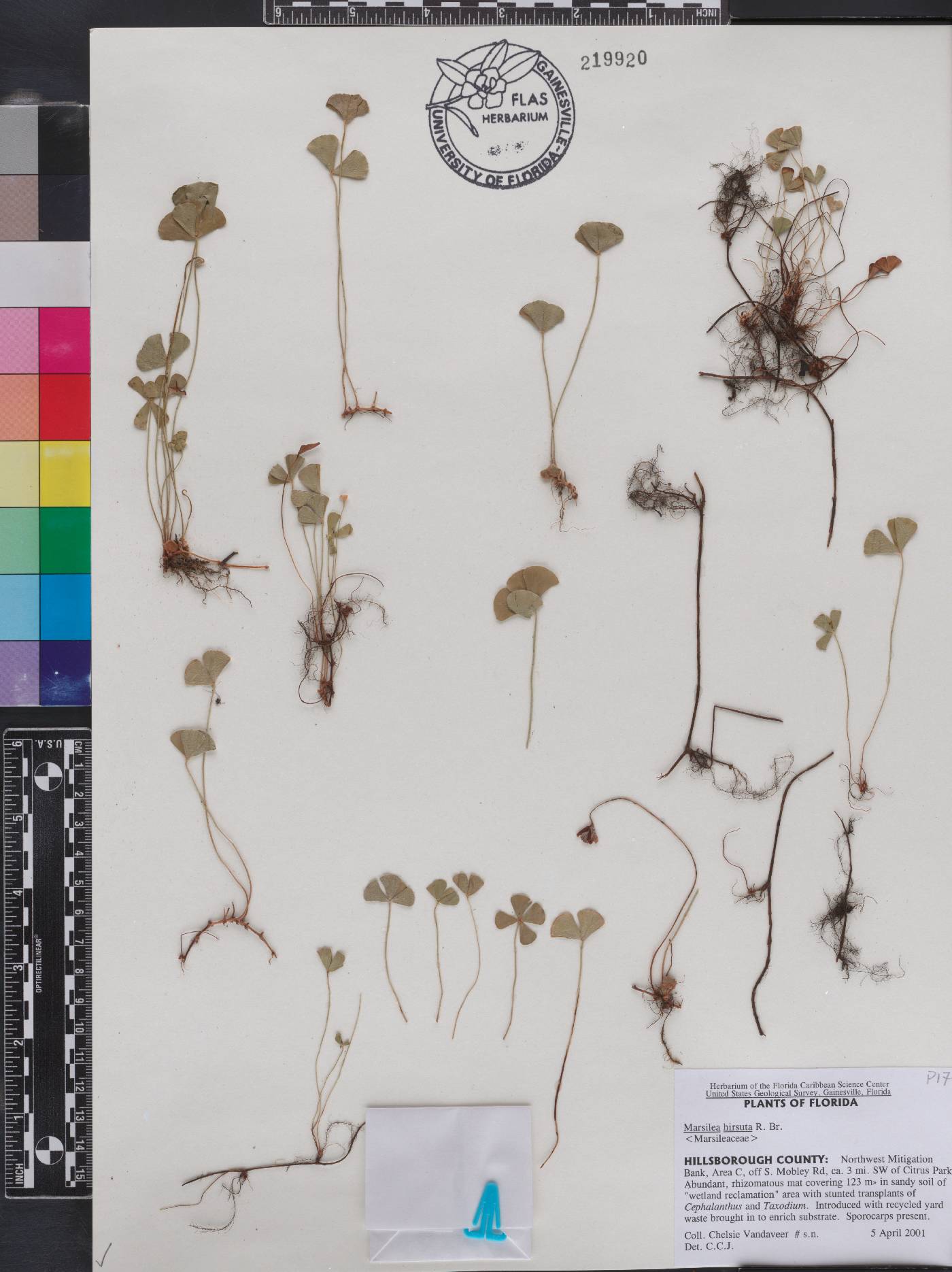 Marsilea hirsuta image