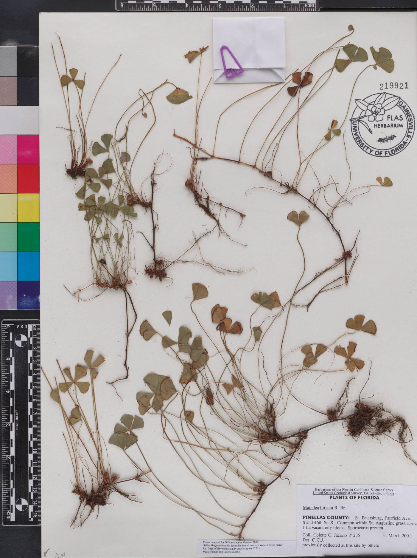 Marsilea hirsuta image