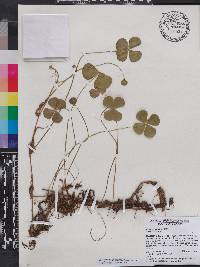 Marsilea mutica image