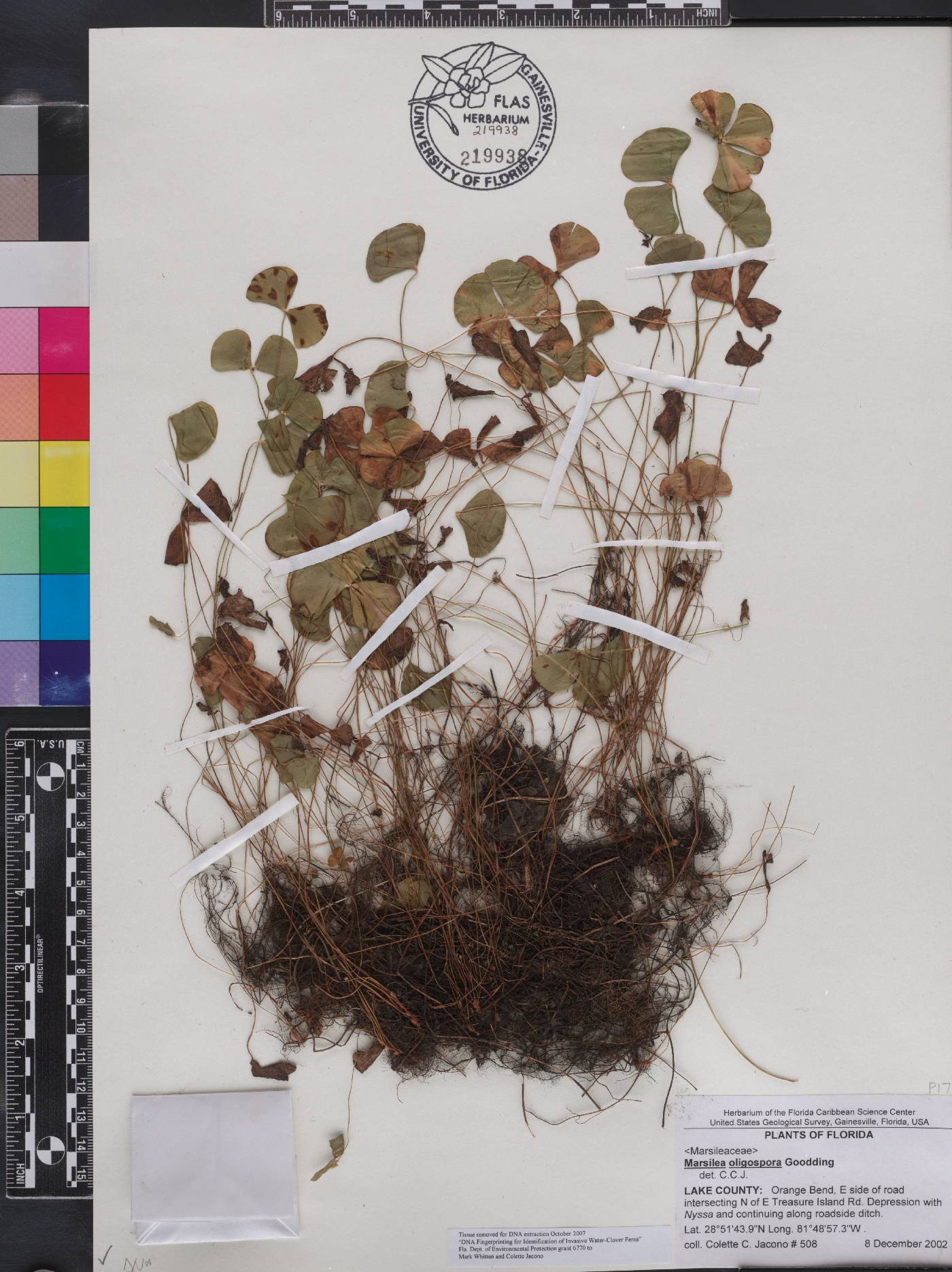 Marsilea oligospora image