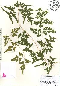 Lygodium japonicum image