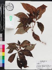 Psychotria nervosa image