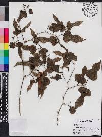 Smilax tamnoides image