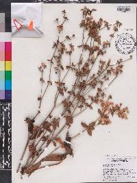 Eriogonum tomentosum image